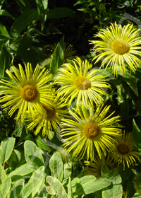 Inula orientalis 